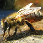 bee