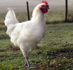 chicken