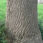 ecorce