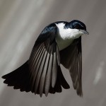 oiseau